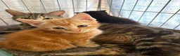 Mixed Breed cats for adoption: Rescue kittens tabby, black, ginger - Advert 2