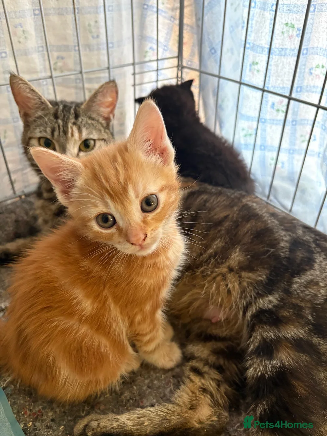 Mixed Breed cats for adoption: Rescue kittens tabby, black, ginger - Advert 2