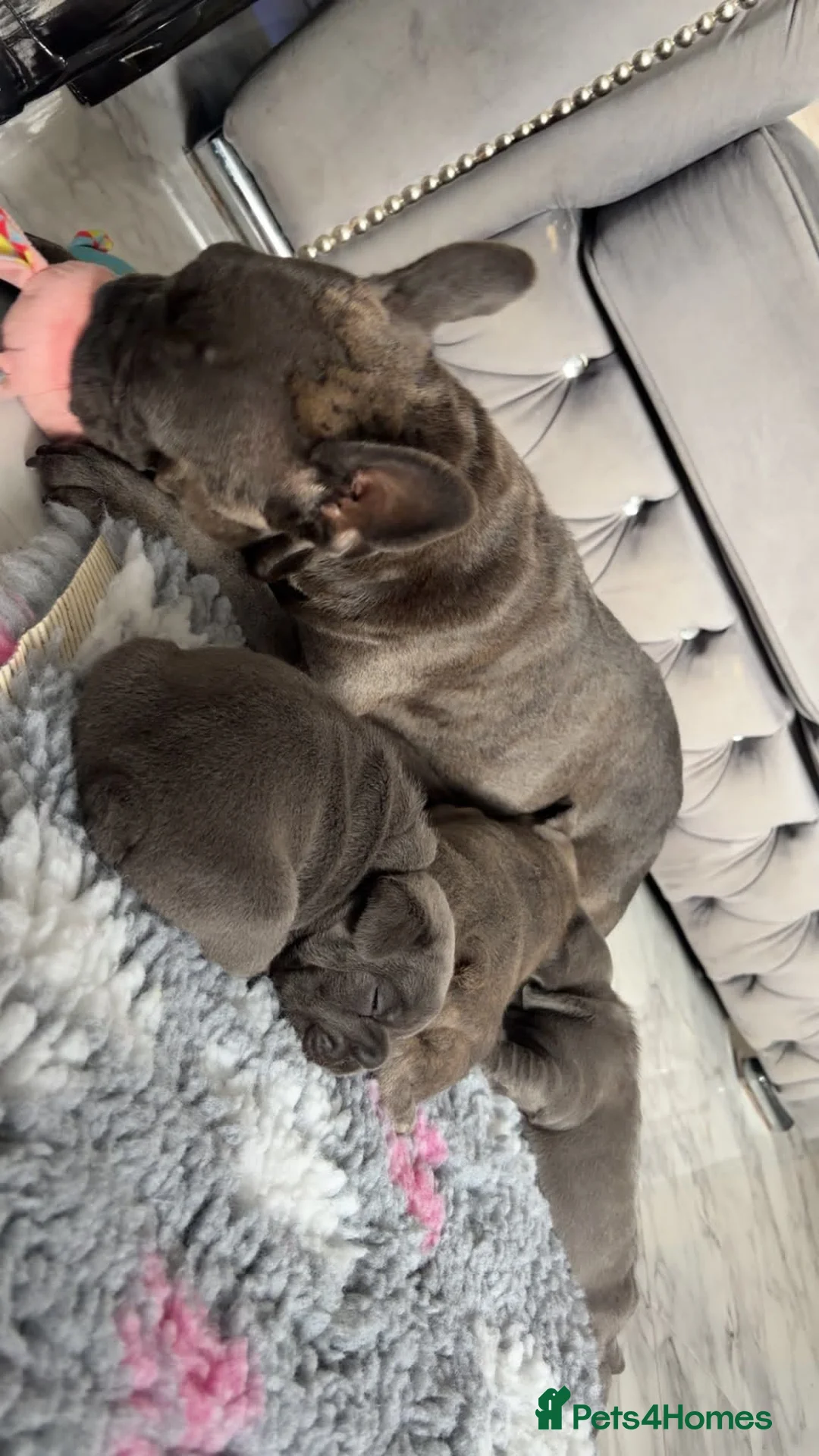 French Bulldog dogs for sale: French bulldog puppies - Advert 12
