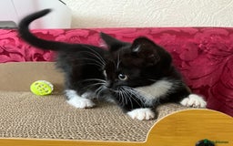 Mixed Breed cats for sale: Kitten for good home with all her belongings  - Image 6
