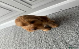 Cockapoo dogs for sale: Beautiful Cockerpoo Puppies. (Sand, Merle, Black) - Image 13