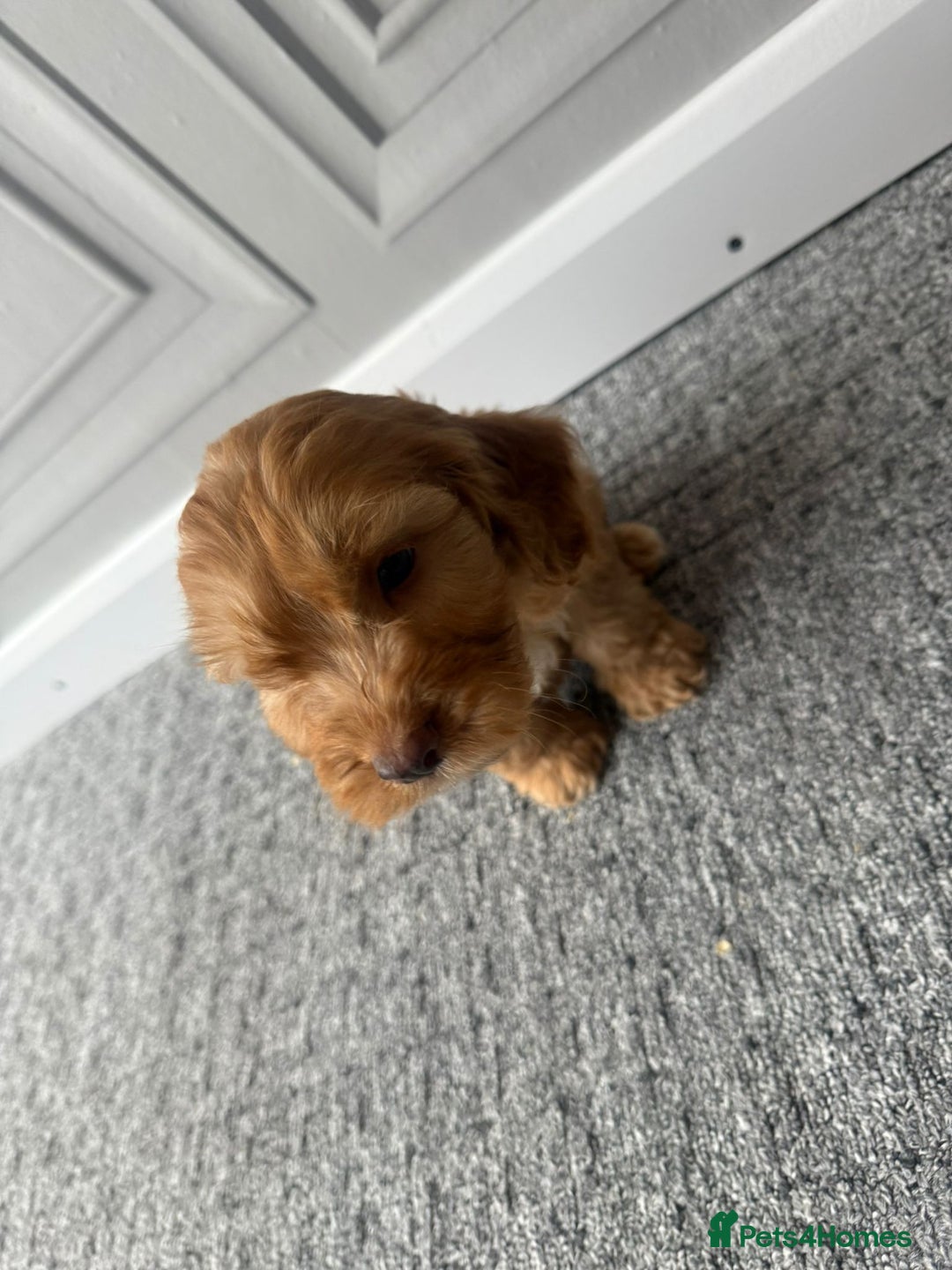 Cockapoo dogs for sale: Beautiful Cockerpoo Puppies. (Sand, Merle, Black) - Image 13
