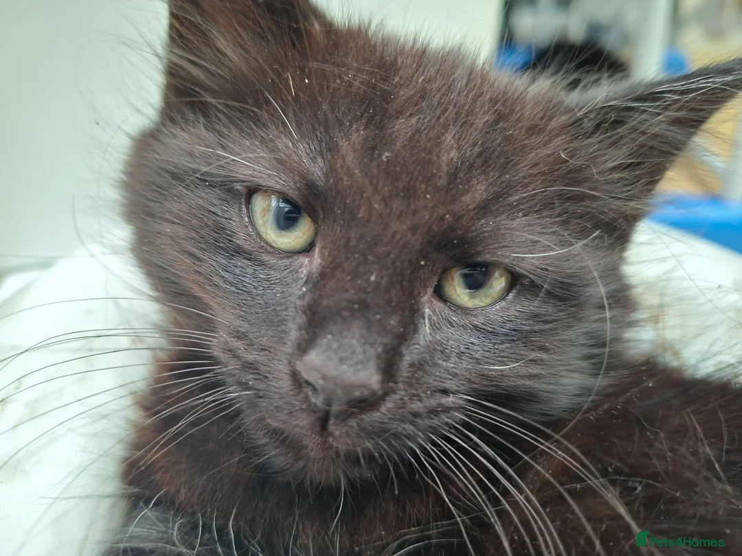 British Longhair cats for sale: Super cute fluffy black/ brown kittens - OBO in London - Advert 23