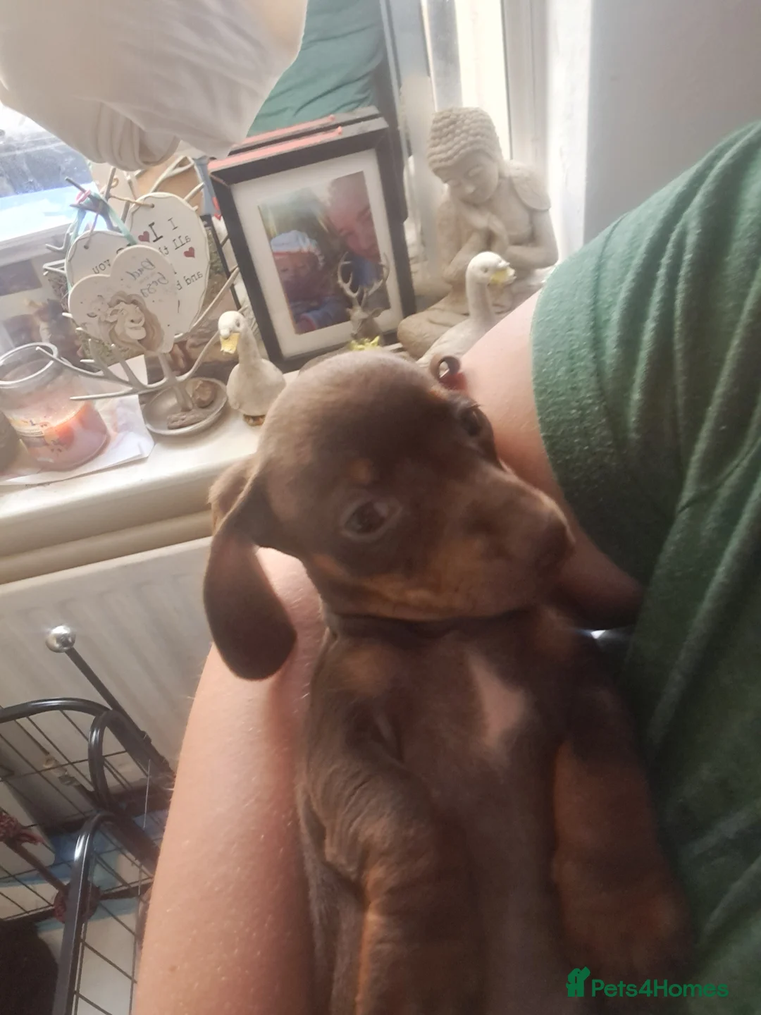 Dachshund dogs for sale: Beautiful dachshund puppies  in Burton-on-Trent - Advert 2