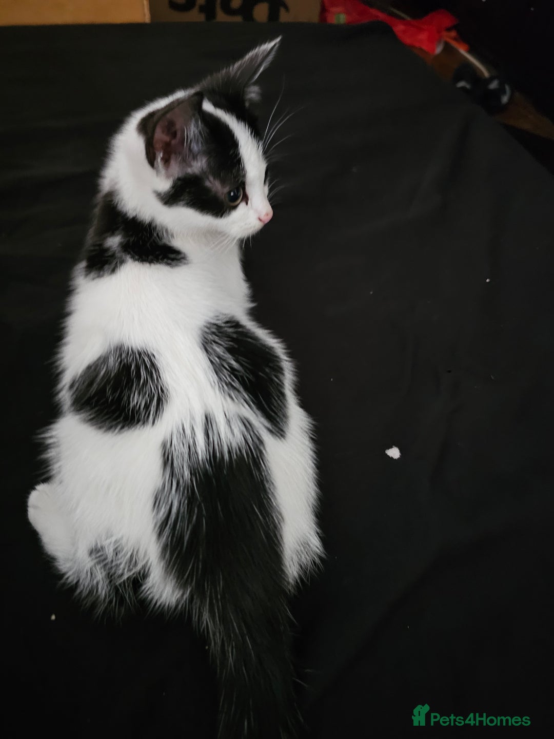 Mixed Breed cats for sale: Chocolate chip and Oreo in Enfield - Image 11