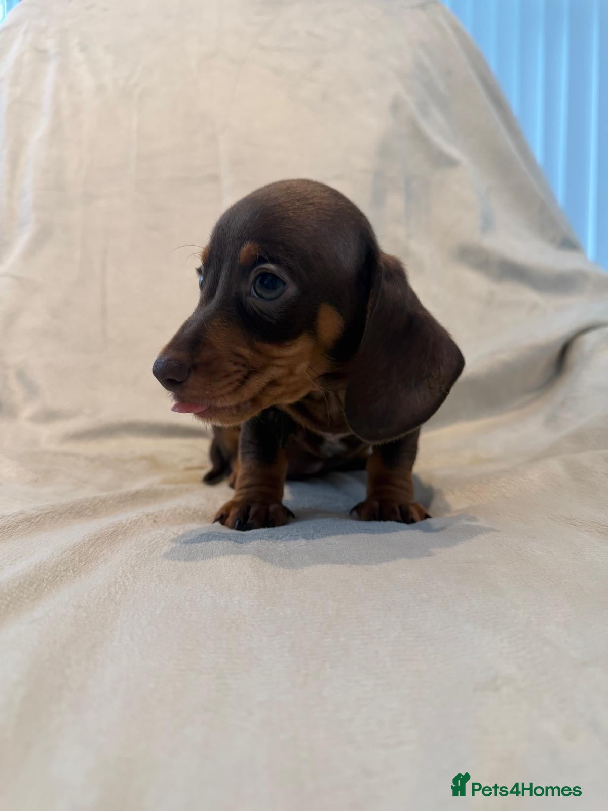 Miniature Dachshund dogs Kc miniature dachshund  - Advert 1