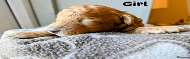Toy Poodle 4