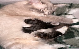 Maine Coon cats for sale: Maine Coon x Ragdoll Mix Kittens  Ready 27 Aug! 🐾 - Image 13