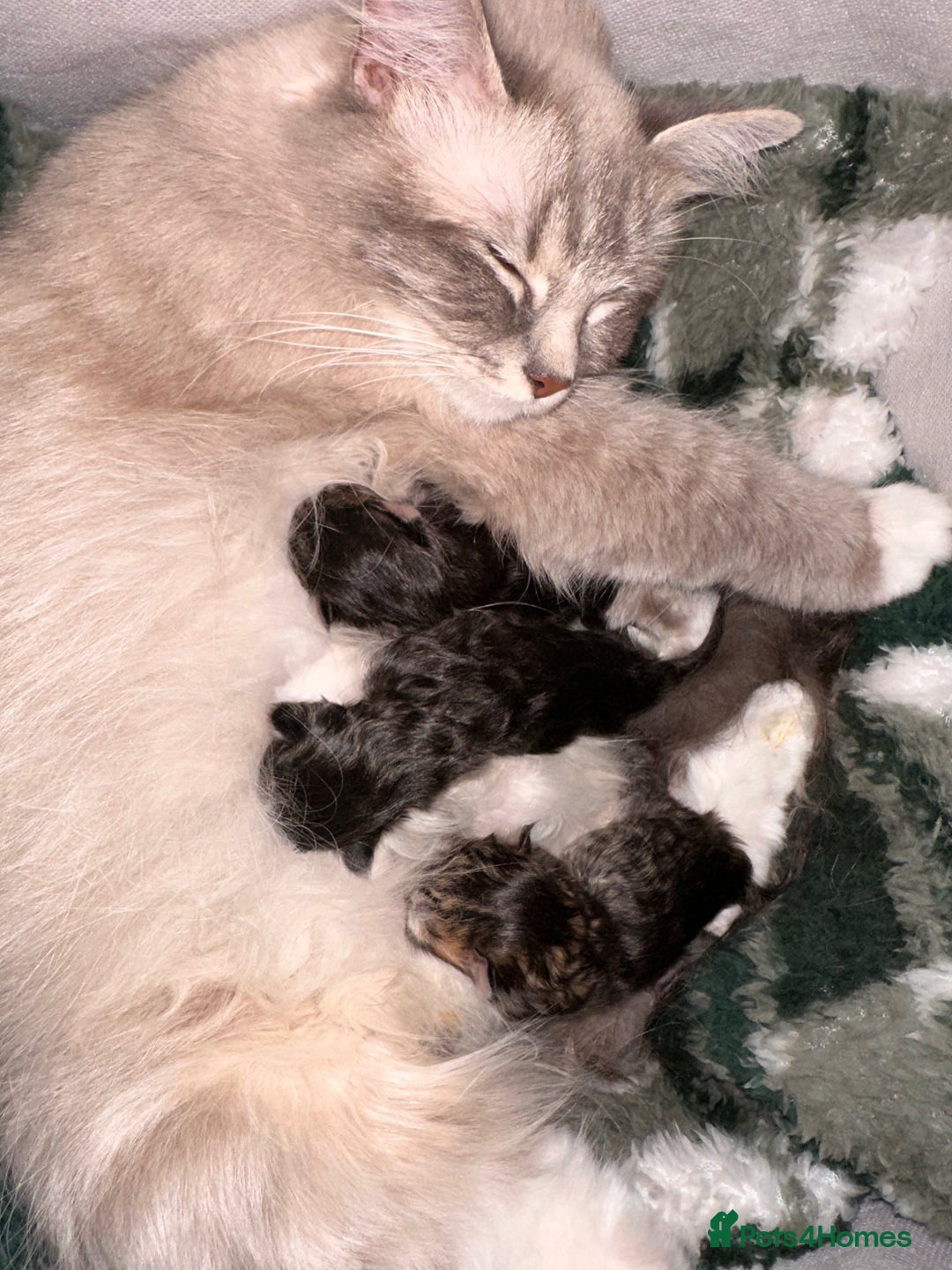 Maine Coon cats for sale: Maine Coon x Ragdoll Mix Kittens  Ready 27 Aug! 🐾 - Image 13