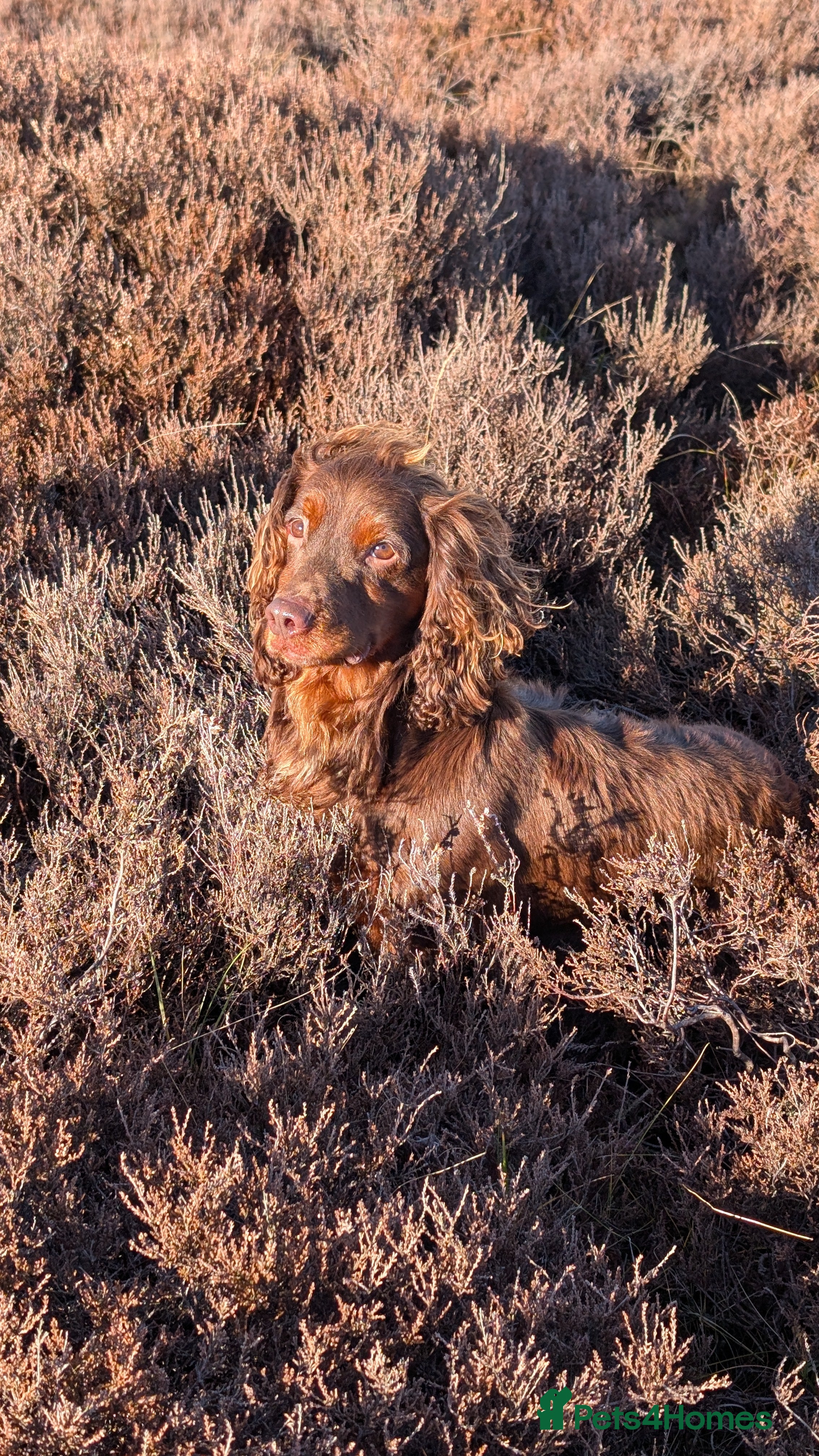 Cocker Spaniel dogs Gov - Fully Health Tested WCS Stud - Advert 4