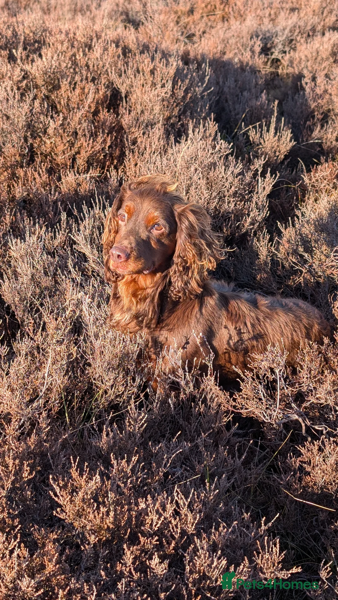 Cocker Spaniel dogs for stud: Gov - Fully Health Tested WCS Stud - Advert 1
