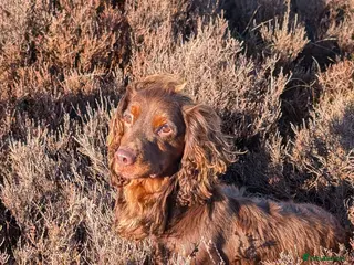 Cocker Spaniel dogs Gov - Fully Health Tested WCS Stud - Advert 21