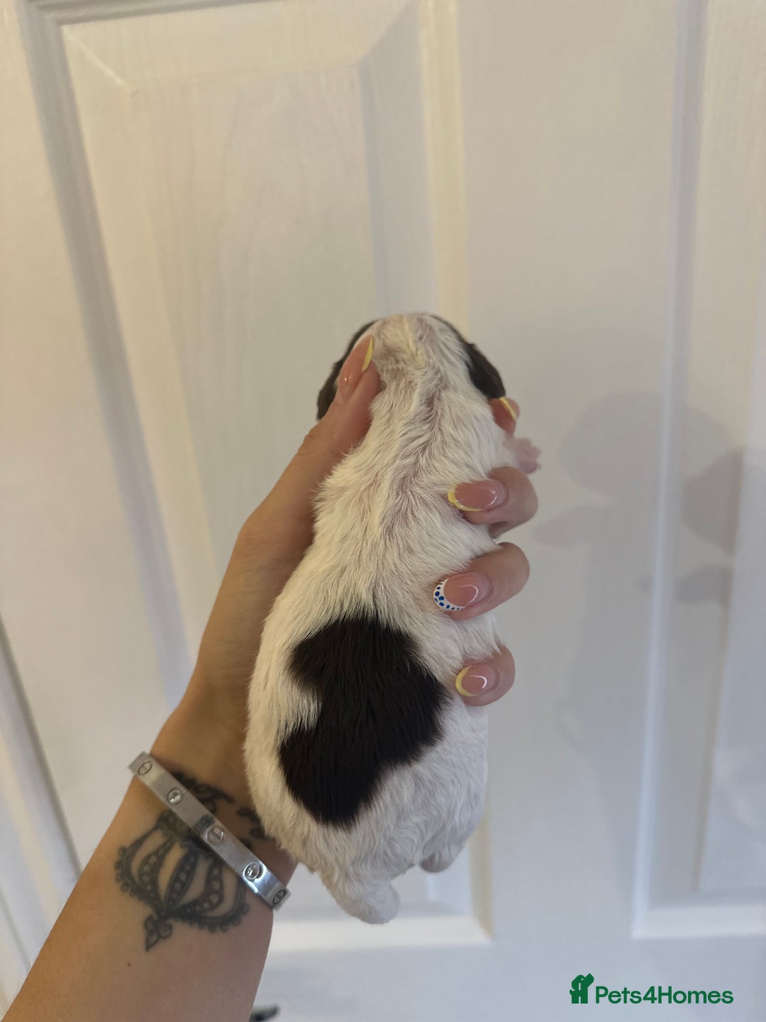 Cockapoo dogs for sale: F1 Cockapoo Puppies - Rainbow litter  - Image 8