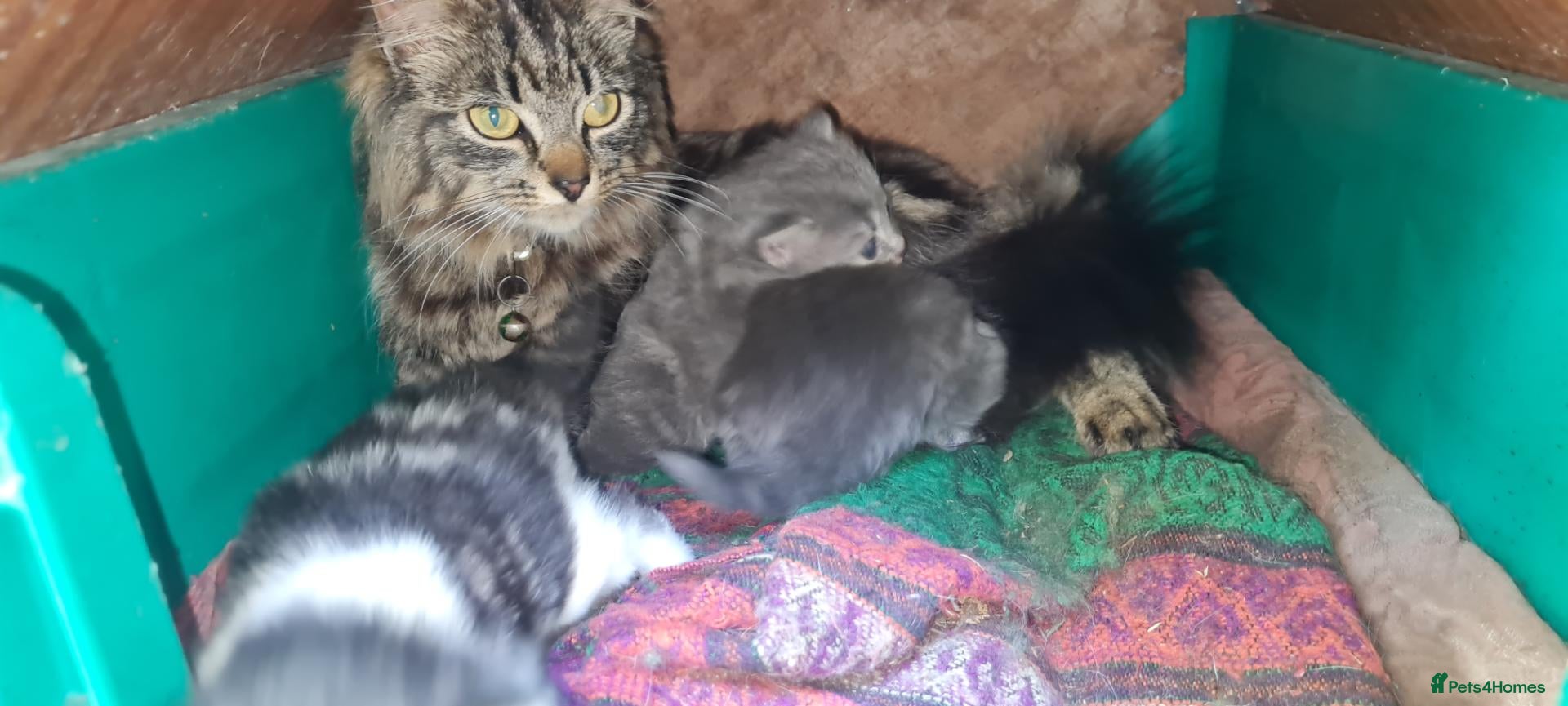 Mixed Breed cats 2 long hair kittens; grey (F), white/tabbi (F)  - Advert 1