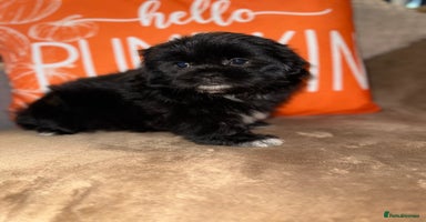 Shih Tzu dogs - Advert 3