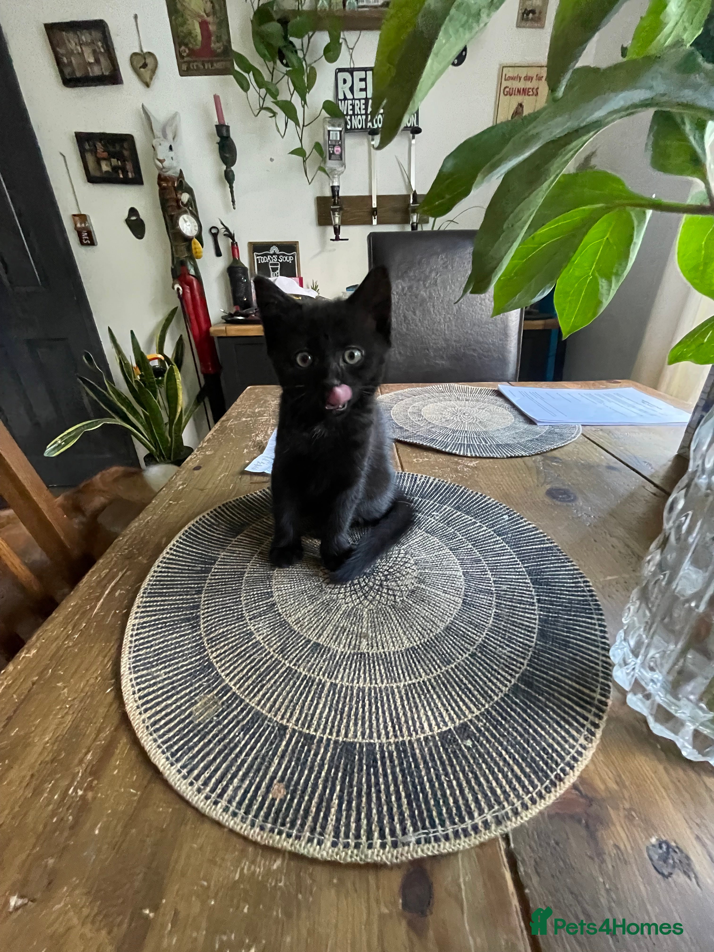 Mixed Breed cats for sale: 2 lovely female black kittens - Advert 2
