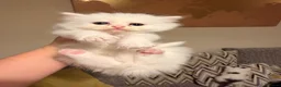 Mixed Breed cats for sale: Turkish Angora x Ragdoll kittens for Sale!! - Advert 11