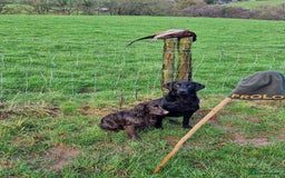 Labrador Retriever dogs for sale: KC Working Labrador Puppies - Image 14