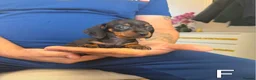 Miniature Dachshund dogs for sale: Miniature Dachshund  - Advert 5