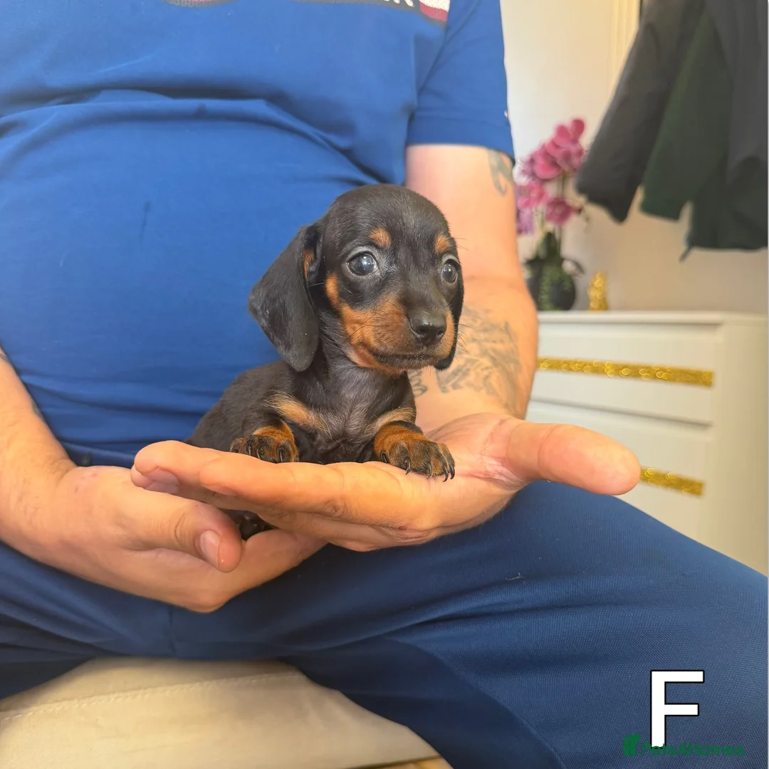 Miniature Dachshund dogs for sale: Miniature Dachshund  - Advert 5
