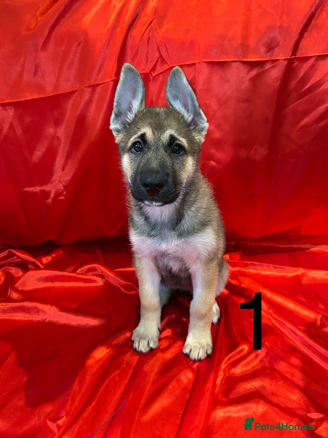 Mixed Breed dogs for sale: German Shepherd x Akita puppies - READY IN JANUARY - Advert 8