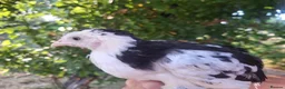 Chickens poultry for sale: Chicks, Chickens, Ducklings & Hatching Eggs - Advert 5