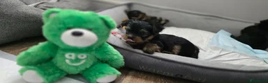 Yorkshire Terrier 2