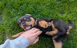 Rottweiler dogs for sale: Exclusive UK Rottweiler Puppy Champion Bloodlines - Image 9