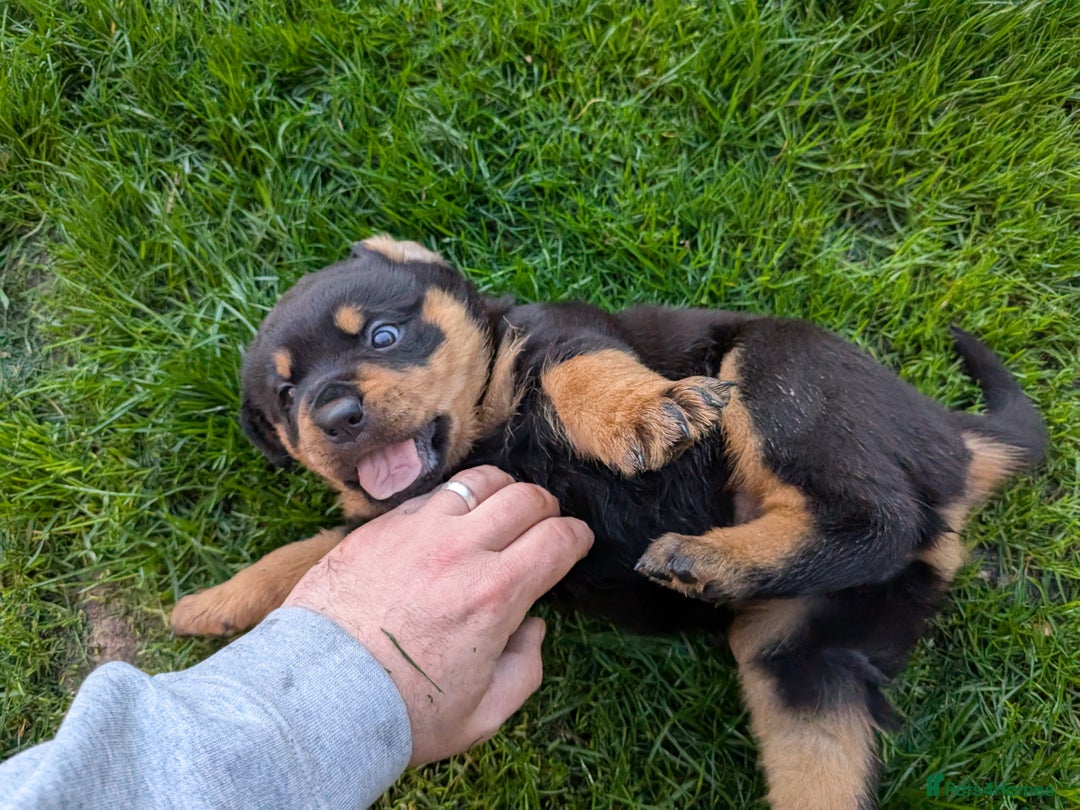 Rottweiler dogs for sale: Exclusive UK Rottweiler Puppy Champion Bloodlines - Image 9