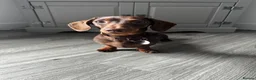 Miniature Dachshund dogs for stud: Miniature Dachshund to Stud in Southampton - Advert 5