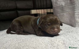 Dobermann dogs for sale: Beautiful litter of Doberman puppies  - Image 3