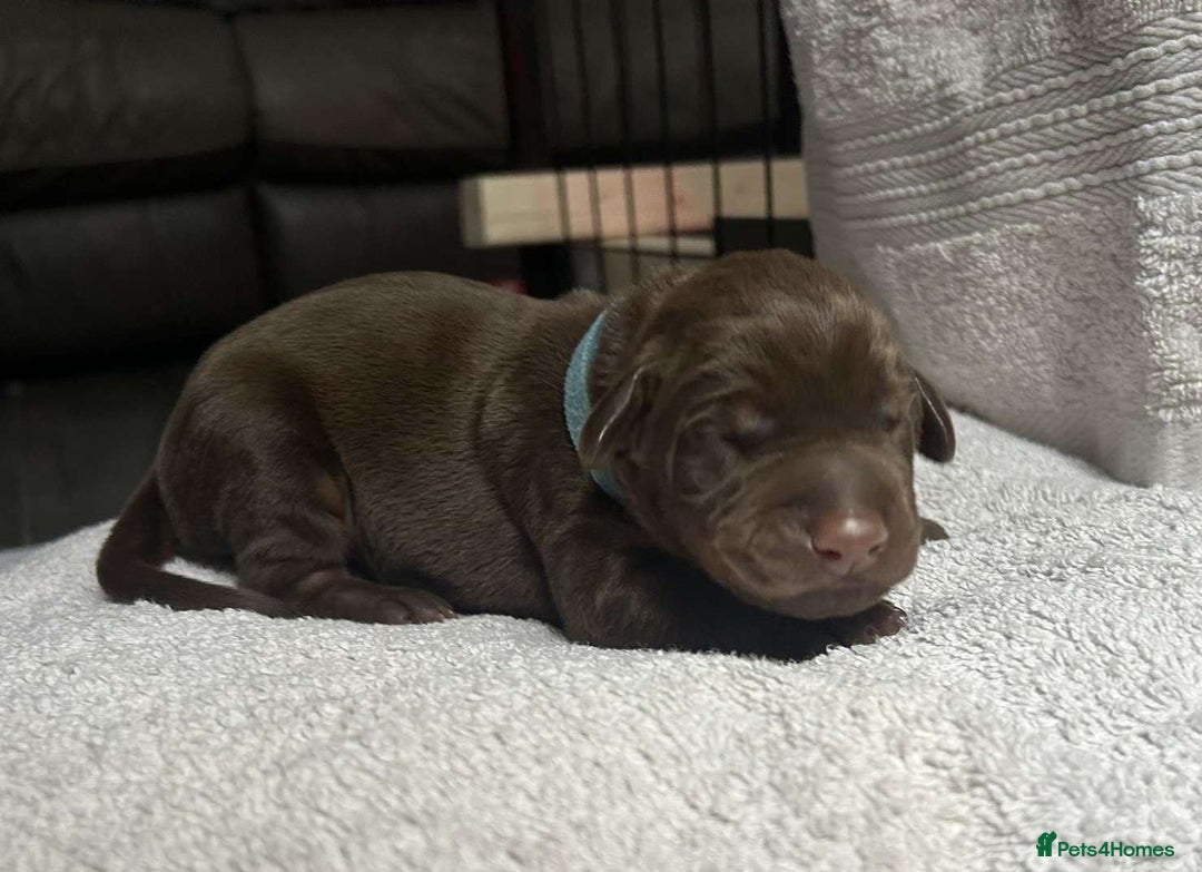 Dobermann dogs for sale: Beautiful litter of Doberman puppies  - Image 3