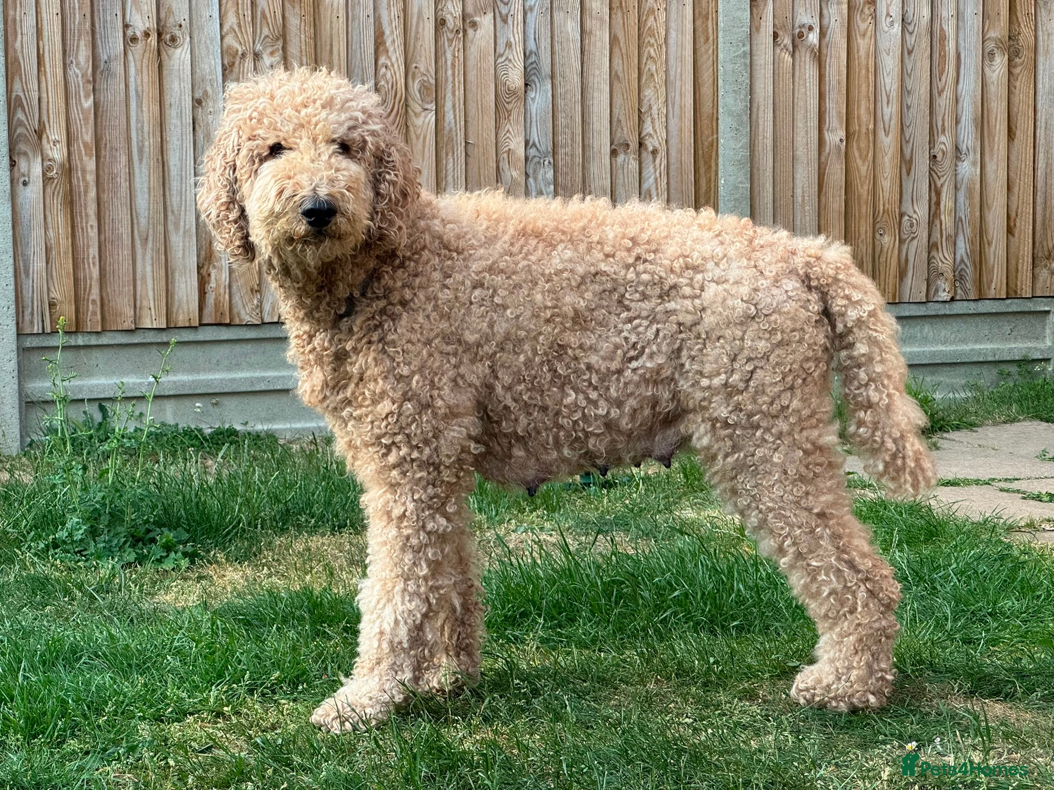 Goldendoodle dogs for sale: Stunning Goldendoodle Puppies in Herne Bay - Advert 35