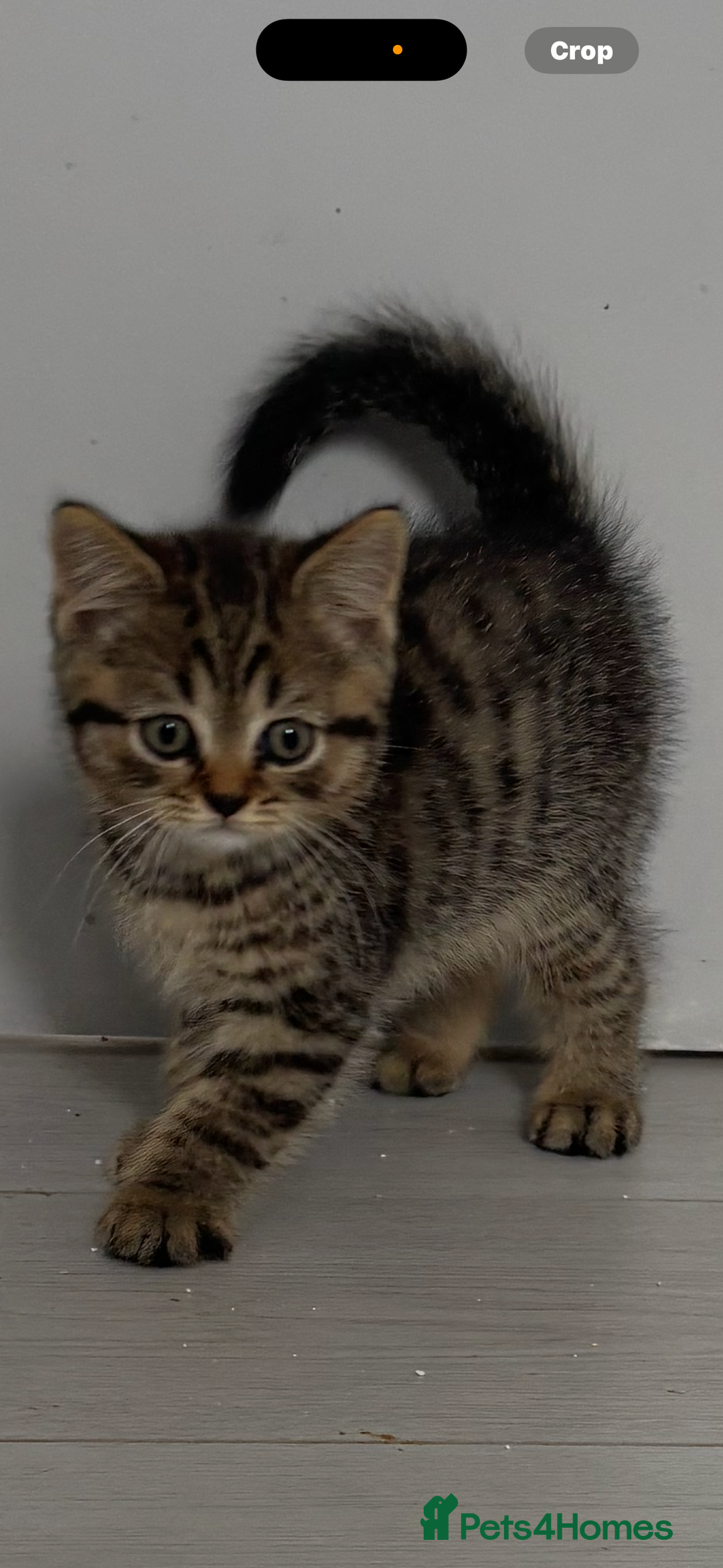 Scottish Fold cats for sale: 😻Beautiful Scottish straight boy 😻 - Image 2