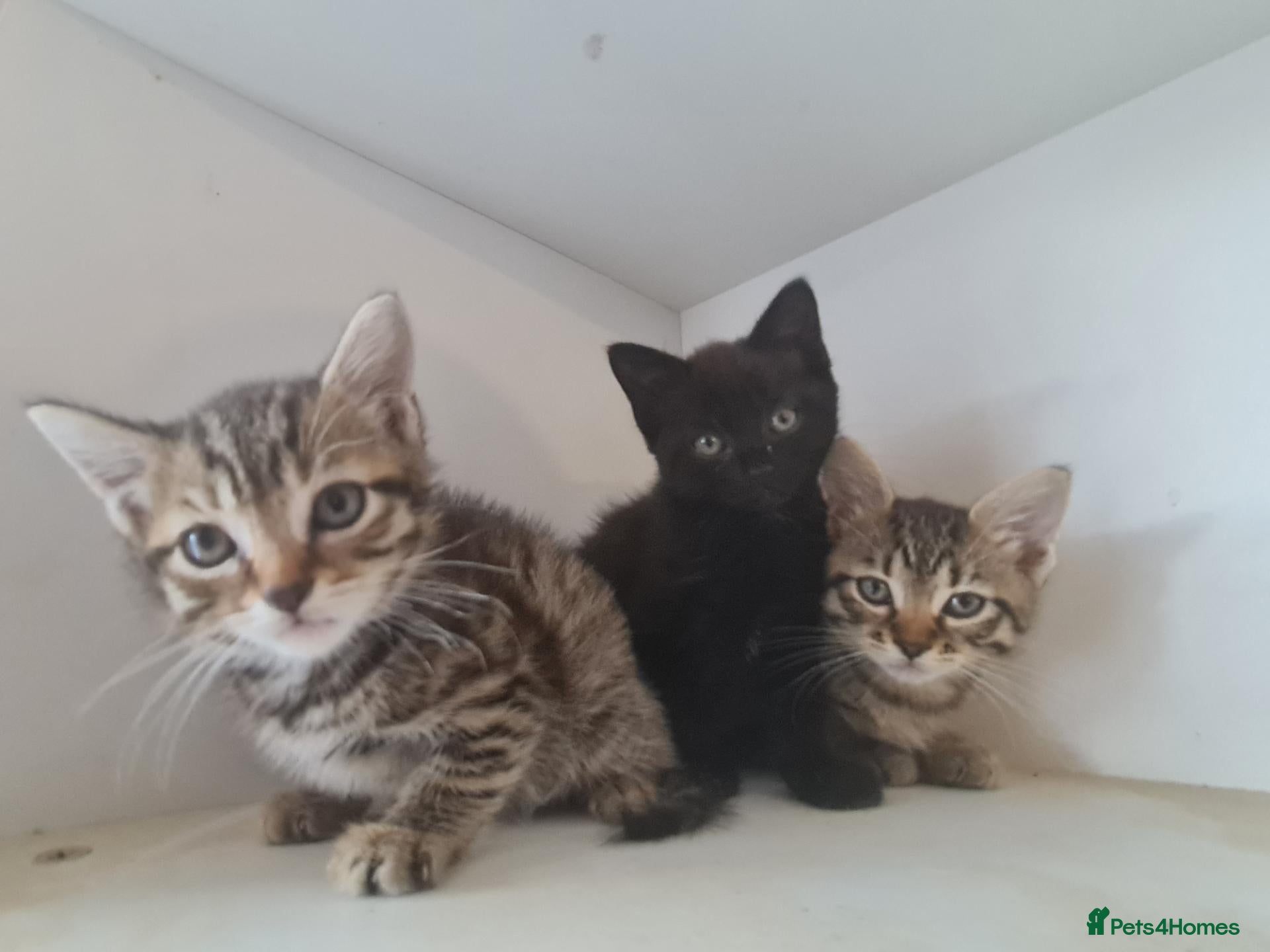 Mixed Breed cats Kittens for sale  - Advert 1