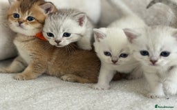 British Shorthair cats for sale: GCCF silver and golden shaded - Image 6