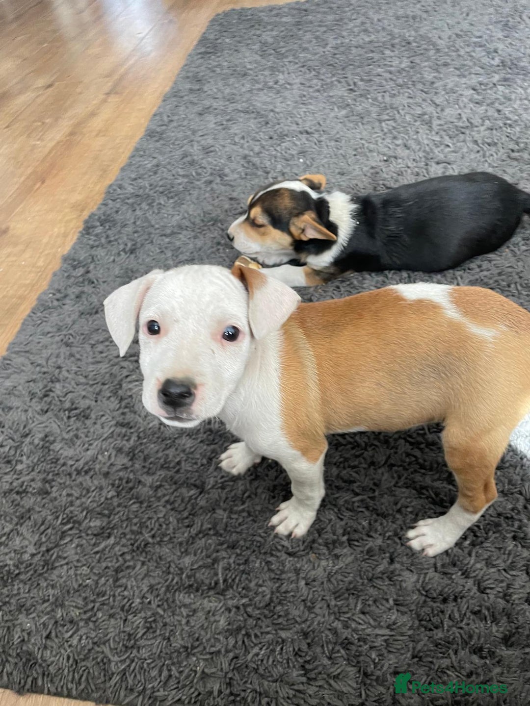 Mixed Breed dogs for sale: Terrier cross puppies for sale.  - Image 11