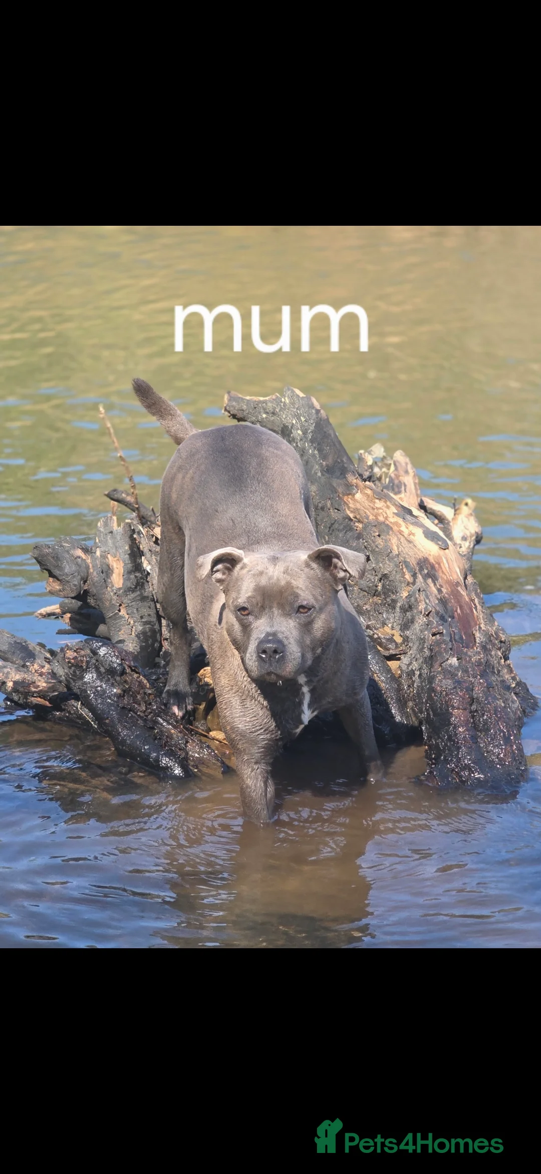 Staffordshire Bull Terrier dogs for sale: Stunning KC staffordshire bull terrier puppies  - Advert 10