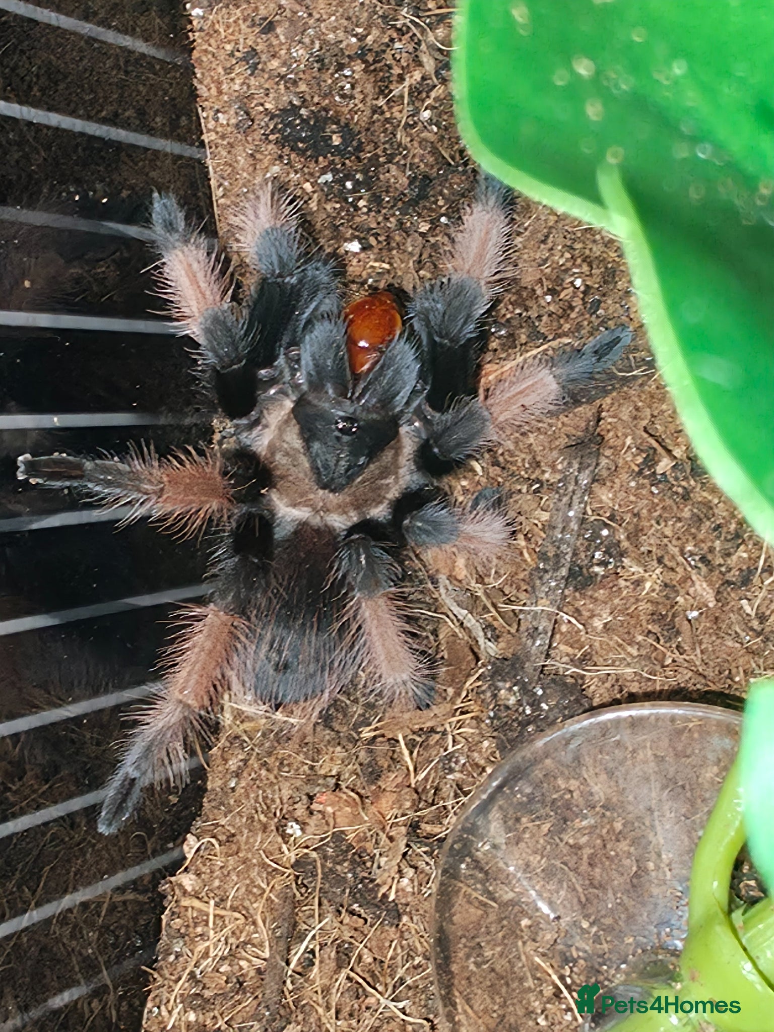 Tarantulas invertebrates for sale: ISO: Unwanted Tarantulas  in Wolverhampton - Advert 1