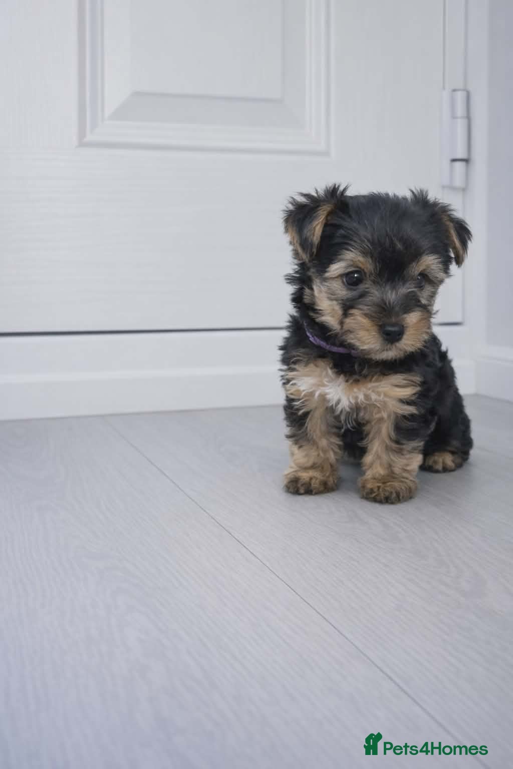 Yorkshire Terrier dogs Yorkshire terrier for sale - Advert 4