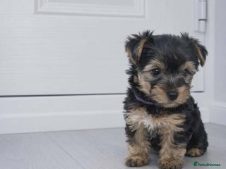Yorkshire Terrier dogs Yorkshire terrier for sale - Advert 4
