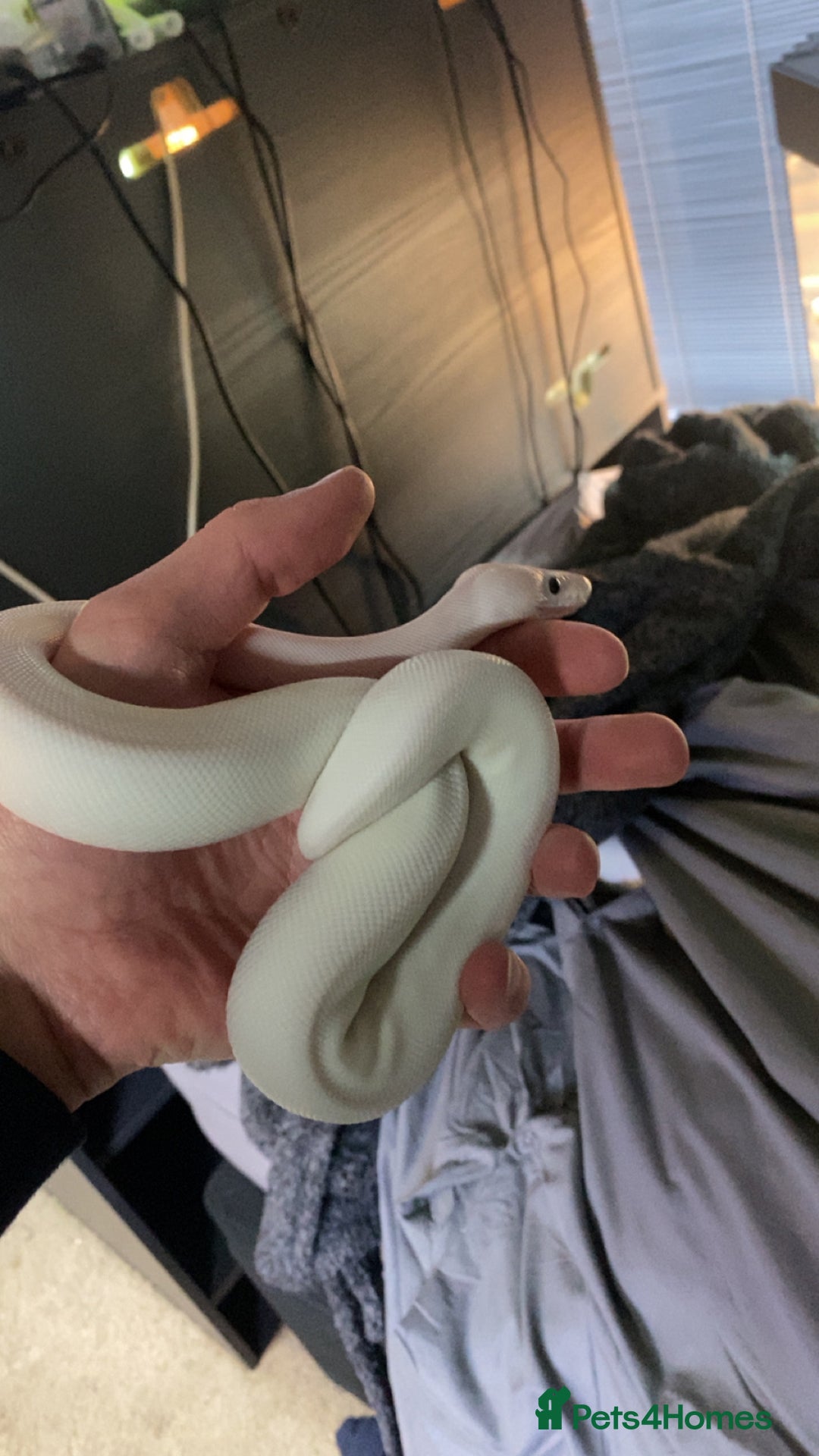 Snake reptiles for sale: 4 snakes need gone - Image 11