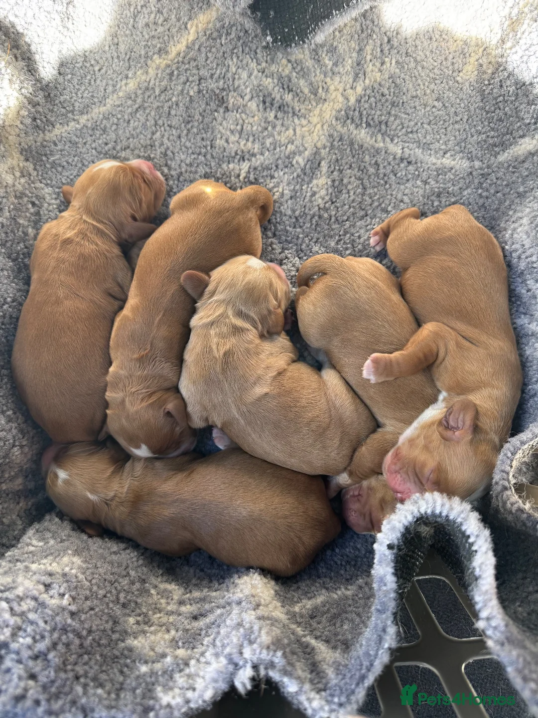 Cocker Spaniel dogs for sale: Working cocker spaniel  - Advert 6