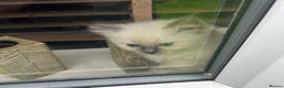 Ragdoll cats for sale: All our beautiful kittens are no longer available  - Advert 33