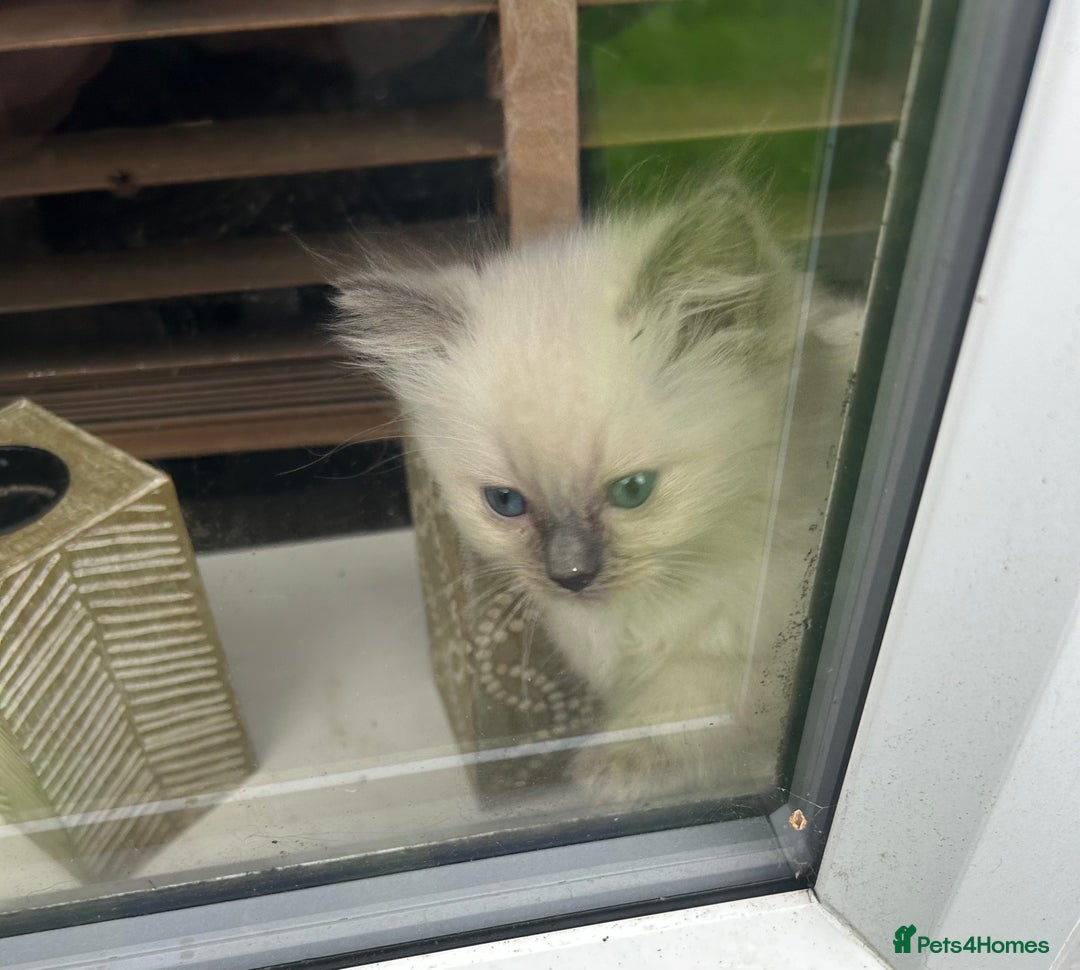 Ragdoll cats for sale: All our beautiful kittens are no longer available  - Advert 33