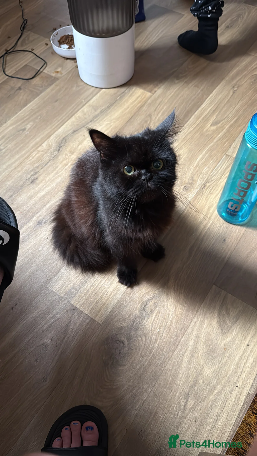 Persian cats for sale: Persian black mix with short hair black  - Advert 1