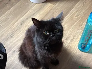 Persian cats Persian black mix with short hair black - Advert 13