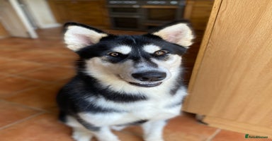 Mixed Breed dogs - Advert 9