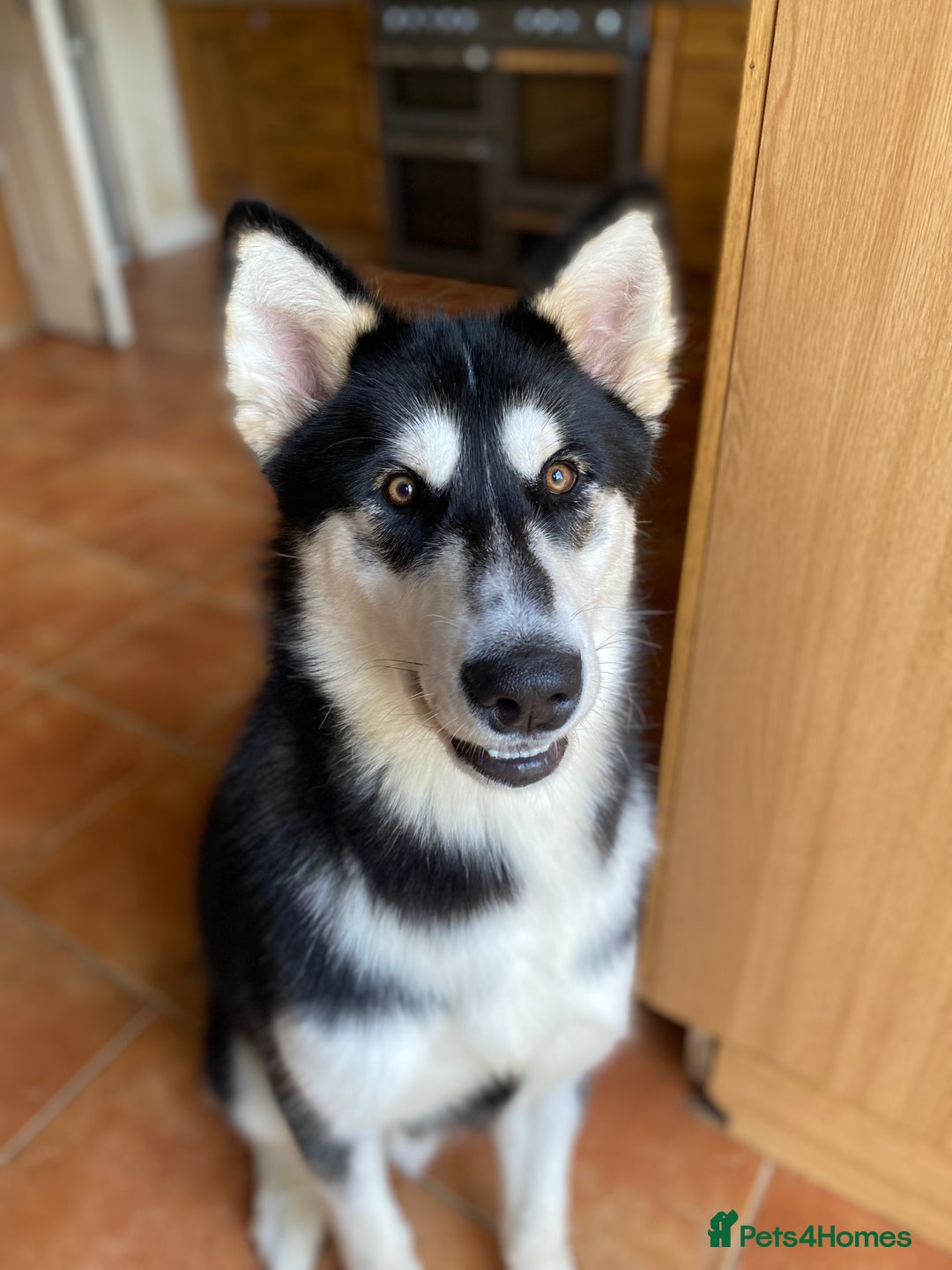Mixed Breed dogs for sale: Cane corso X Alaskan malamute surprise litter  - Image 4
