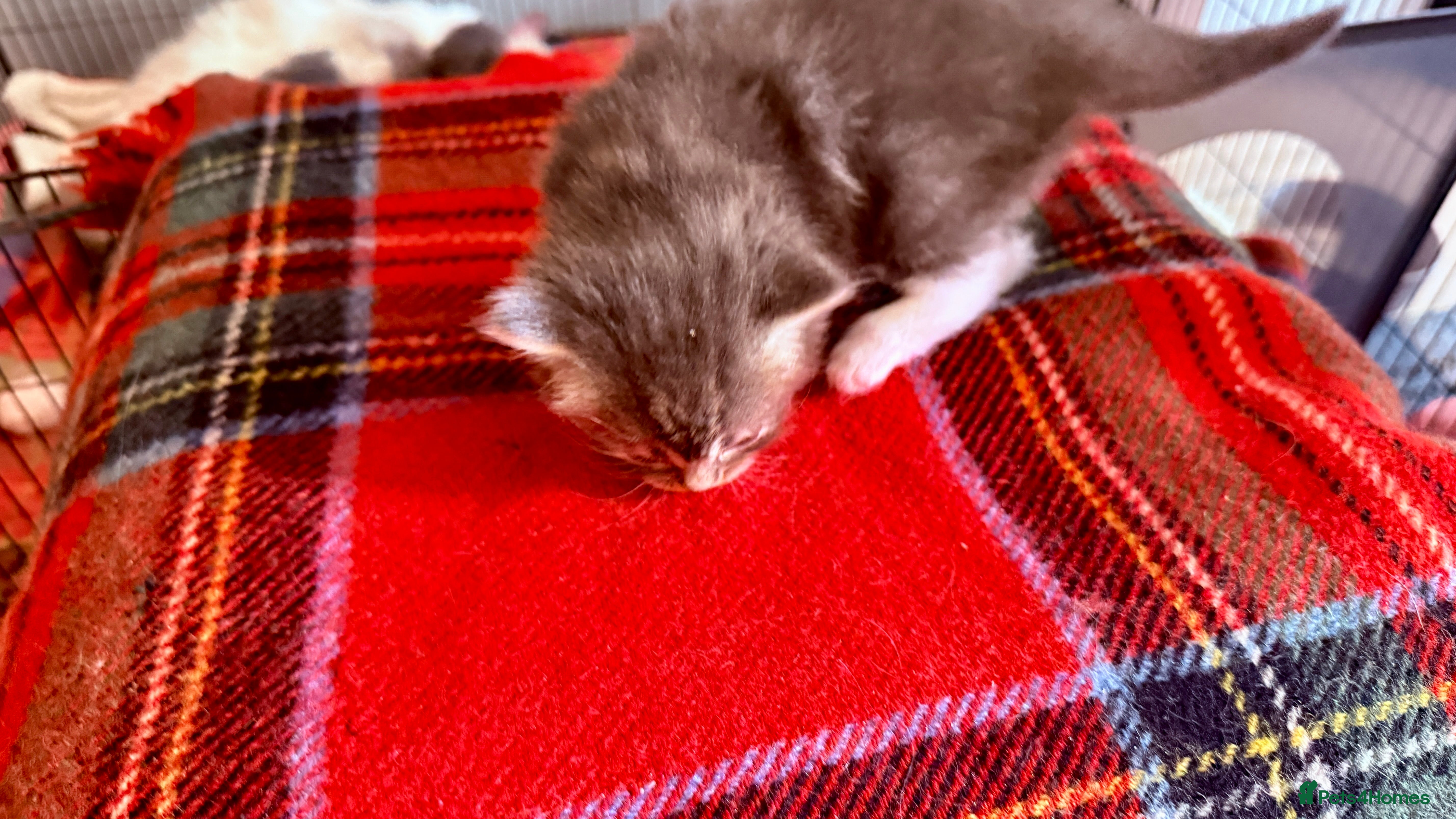 Ragcoon cats for sale: Gorgeous, fluffy litter of 6 RagCoon Kittens - Advert 22